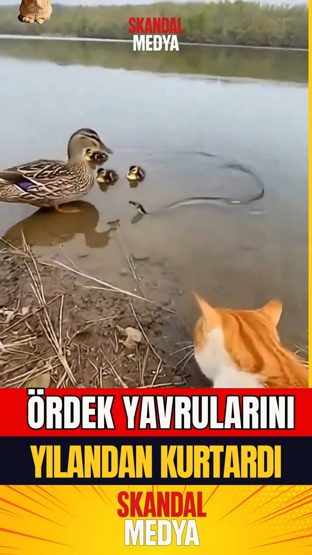 Kahraman Kedi, Ördek Ailesini Yılanından Kurtardı!