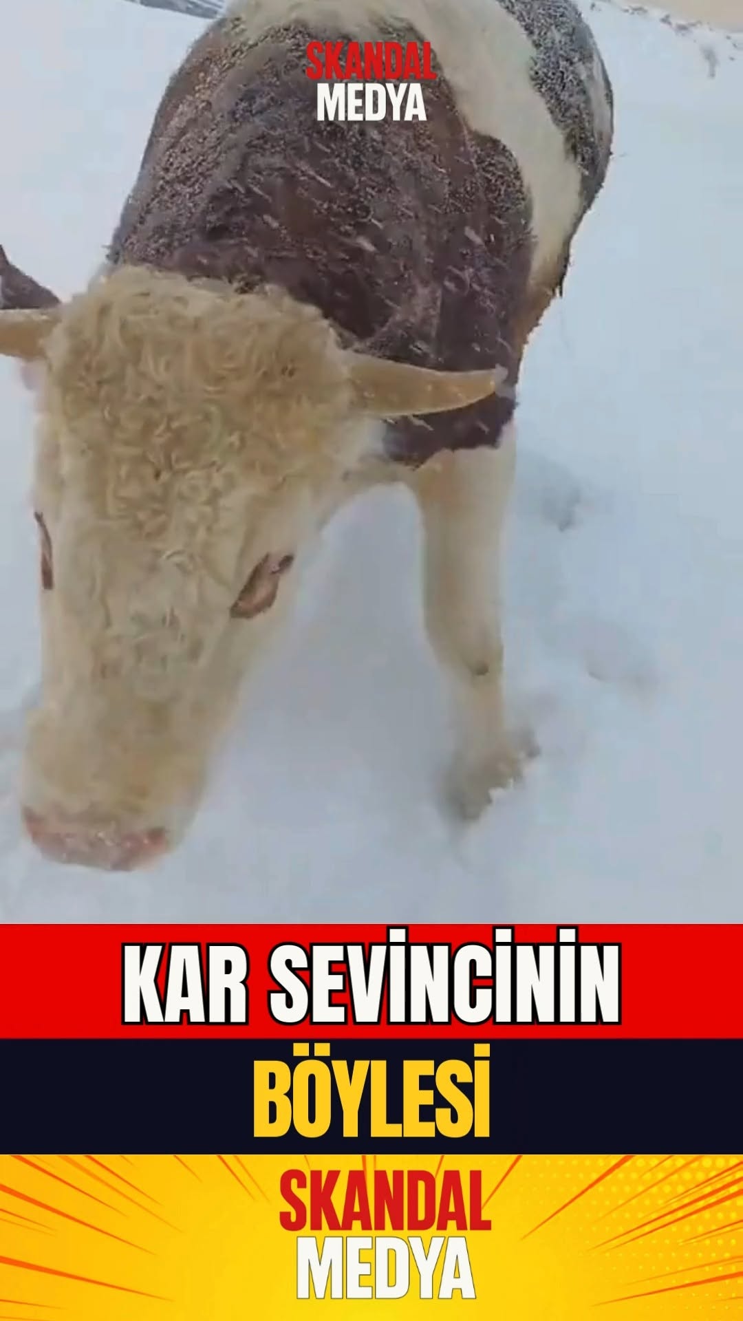 Ardahan'da "Kar Sarhoşu" Öküzün Enerjisi Viral Oldu!