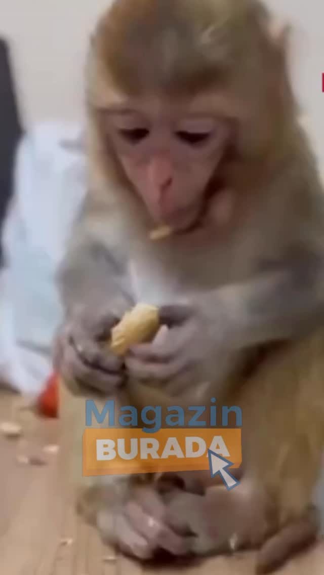 Makak Maymunu Elazığ'da Ele Geçirildi