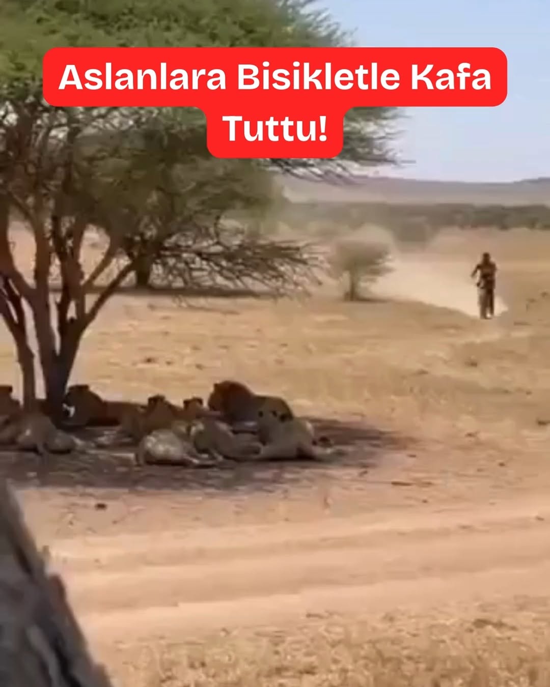 Aslanlarla Bisiklet Sürüşü: Aptallık mı, Cesaret mi?