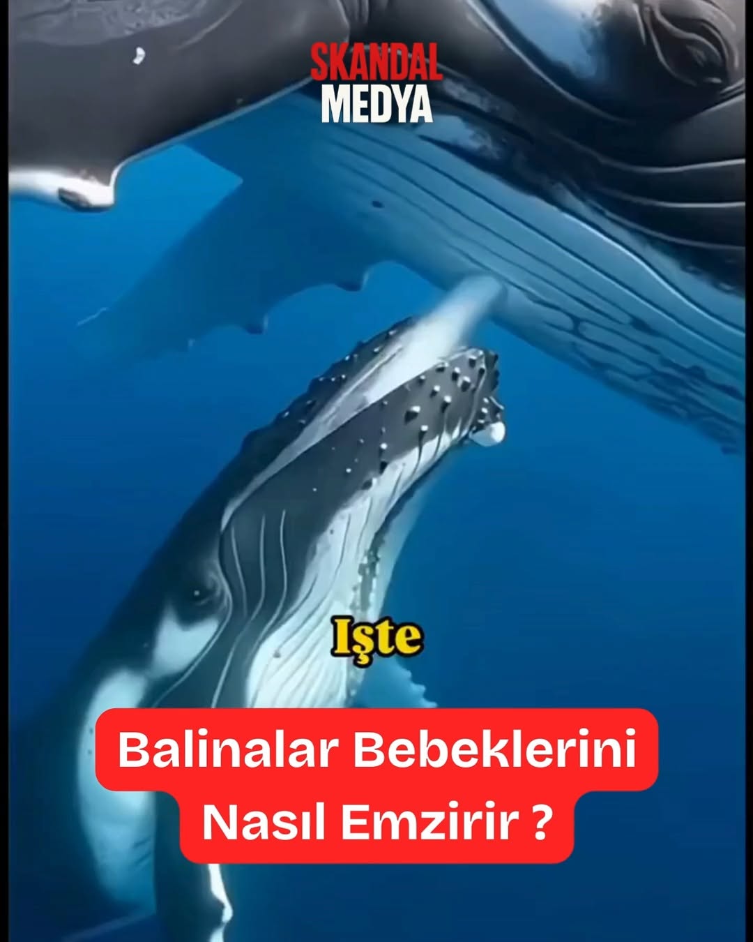 SUYUN ALTINDA SÜT NASIL DAĞILMIYOR?