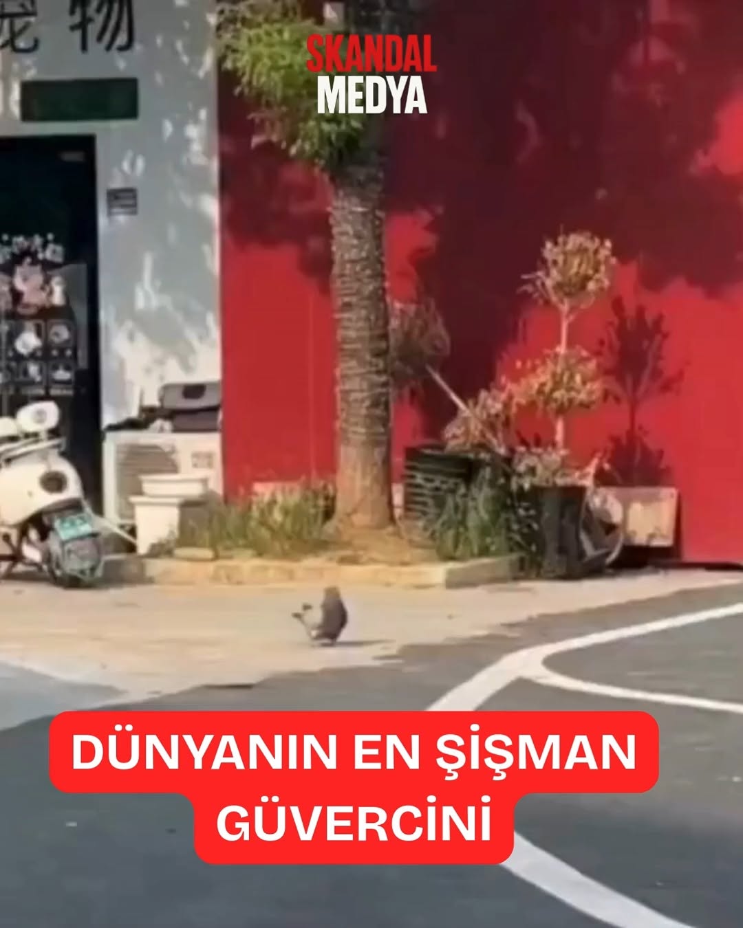 Bu Güvercin Artık Uçmuyor, Yuvarlanıyor!