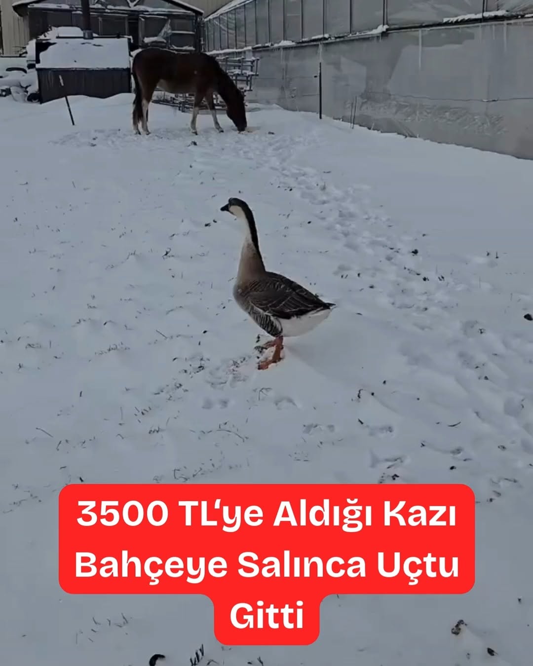 Kaz 3.500 TL'den Uçup Gitti!