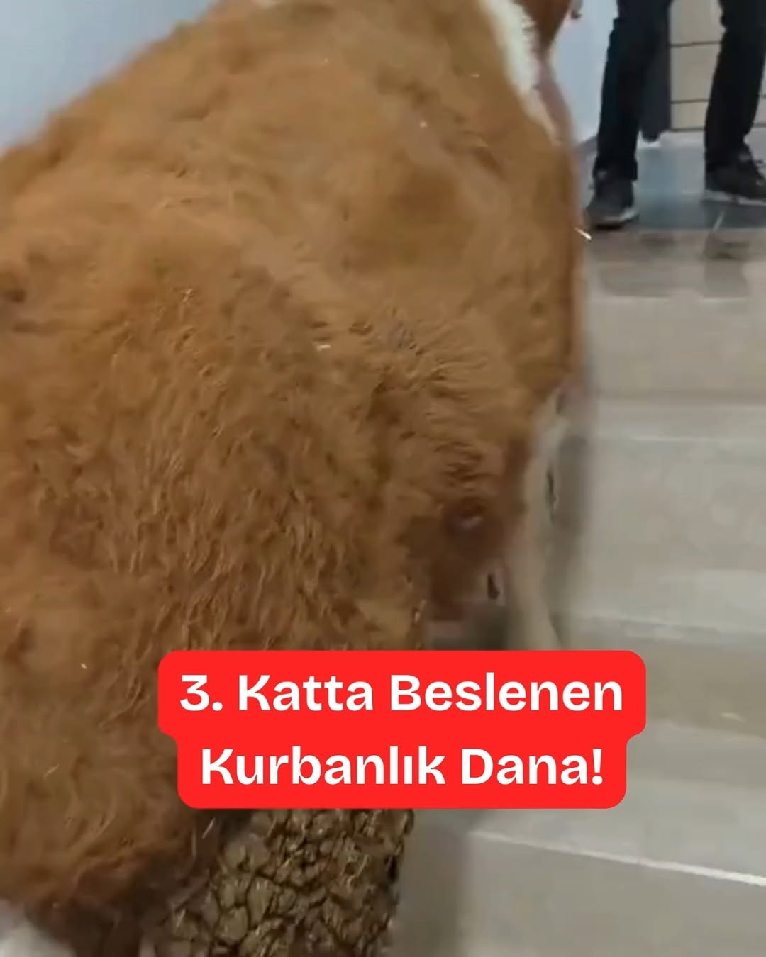MAGAZİN HABERİ: 3. Katta Beslenen Kurbanlık Dana!