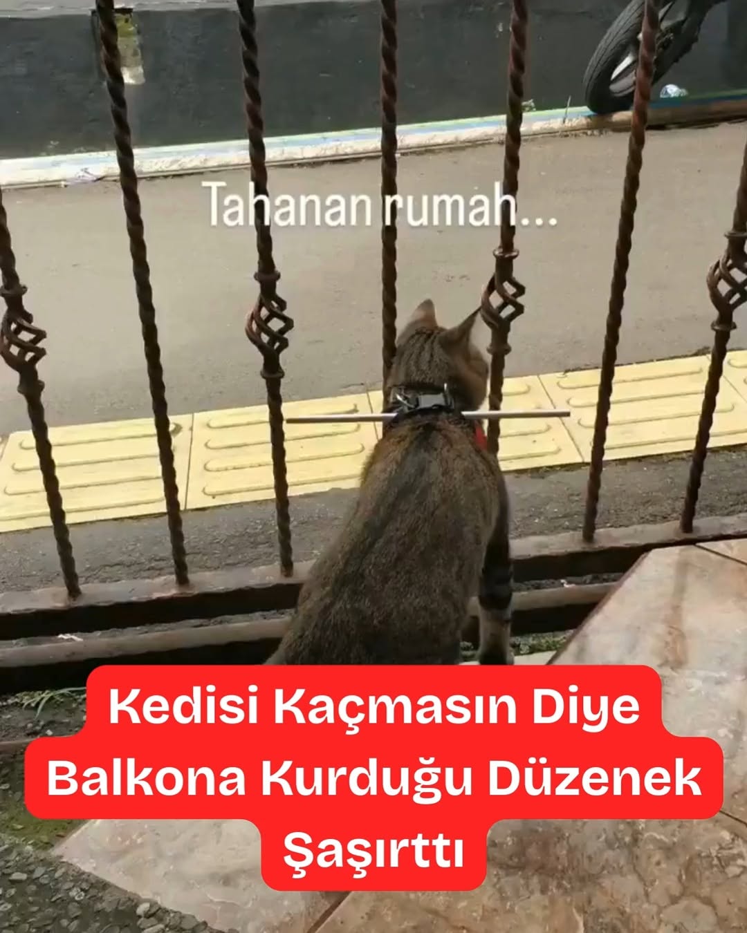 Kedisi Kaçmasın Diye Balkona Kurduğu Düzenek Şaşırttı!