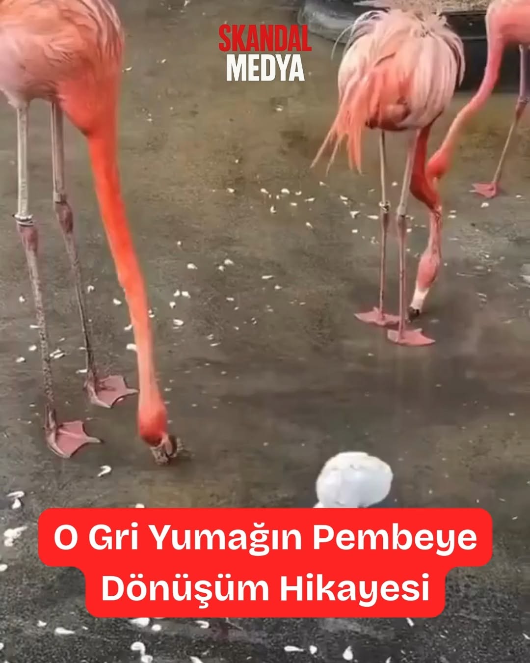 Flamingoların Gizli Renkleri: Kanıtı!