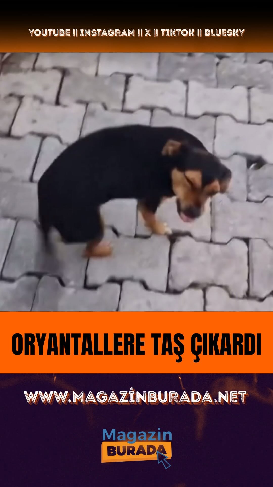 Oryantasyon Taşı Çıkaran Köpek Viral Oldu!