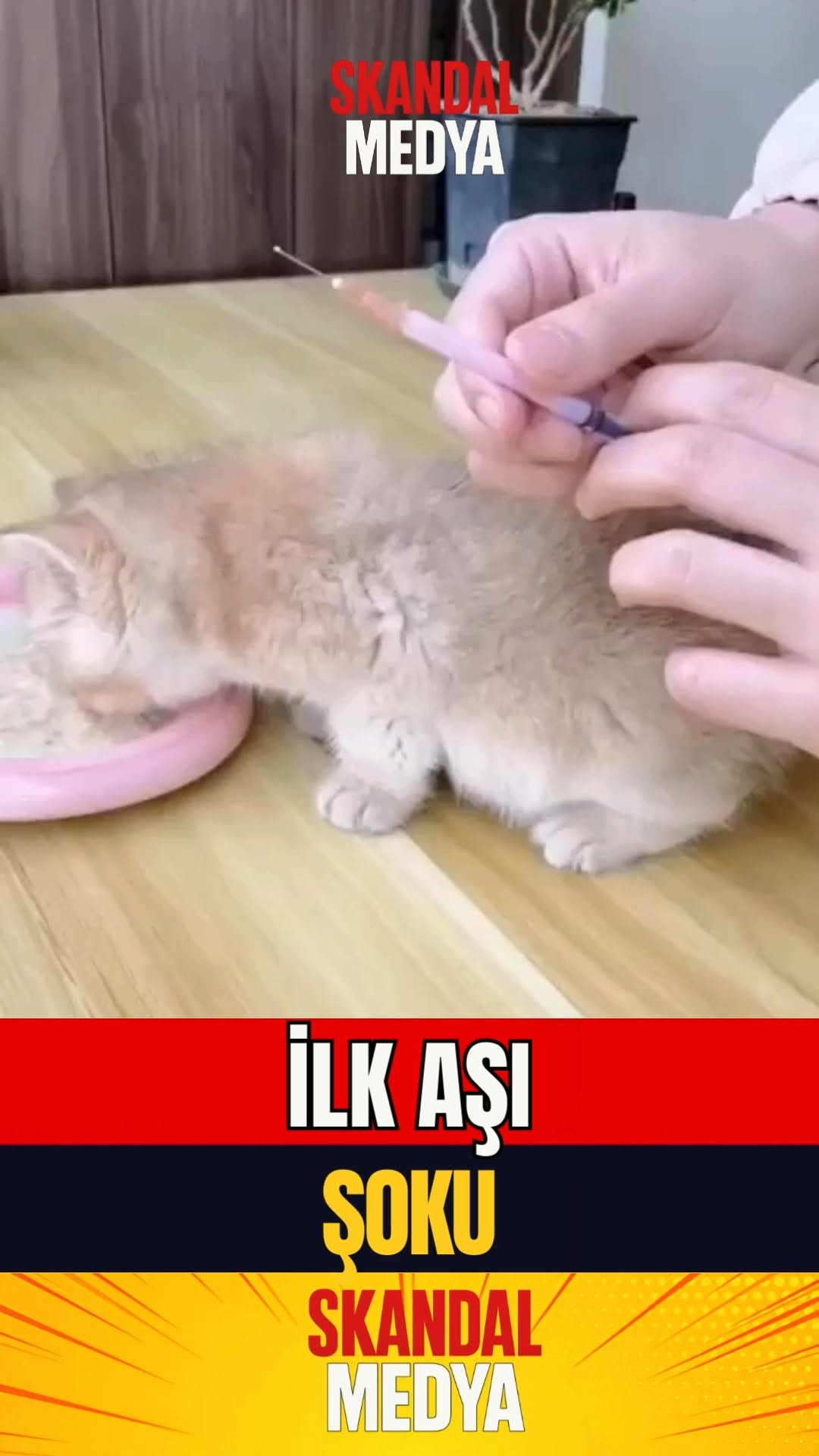 Kediye Aşı Sancısı Viral Oldu!