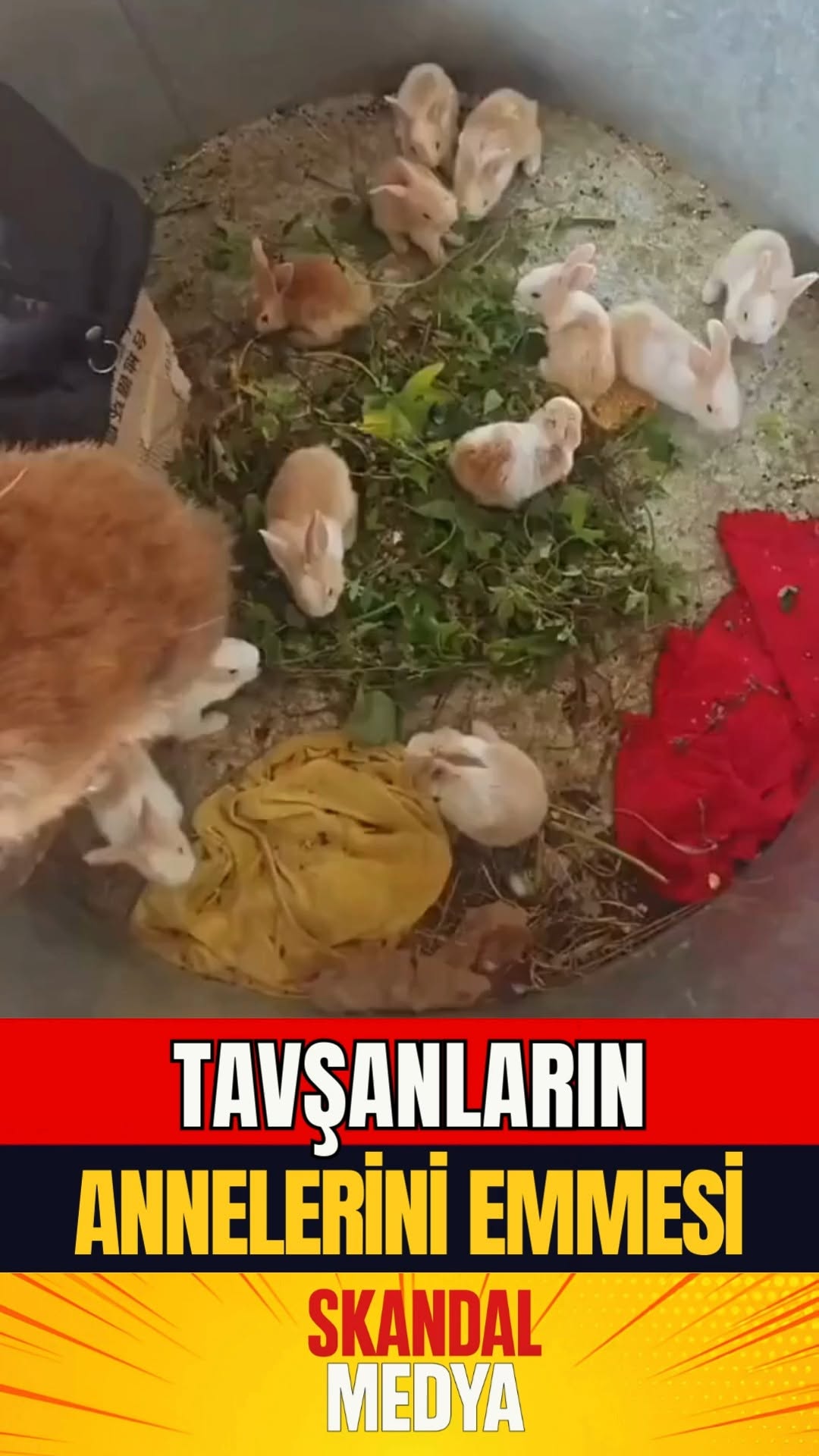 Magazin Haberi: Tavşan Yavrularının Acil Beslenme Anı Hikayesi