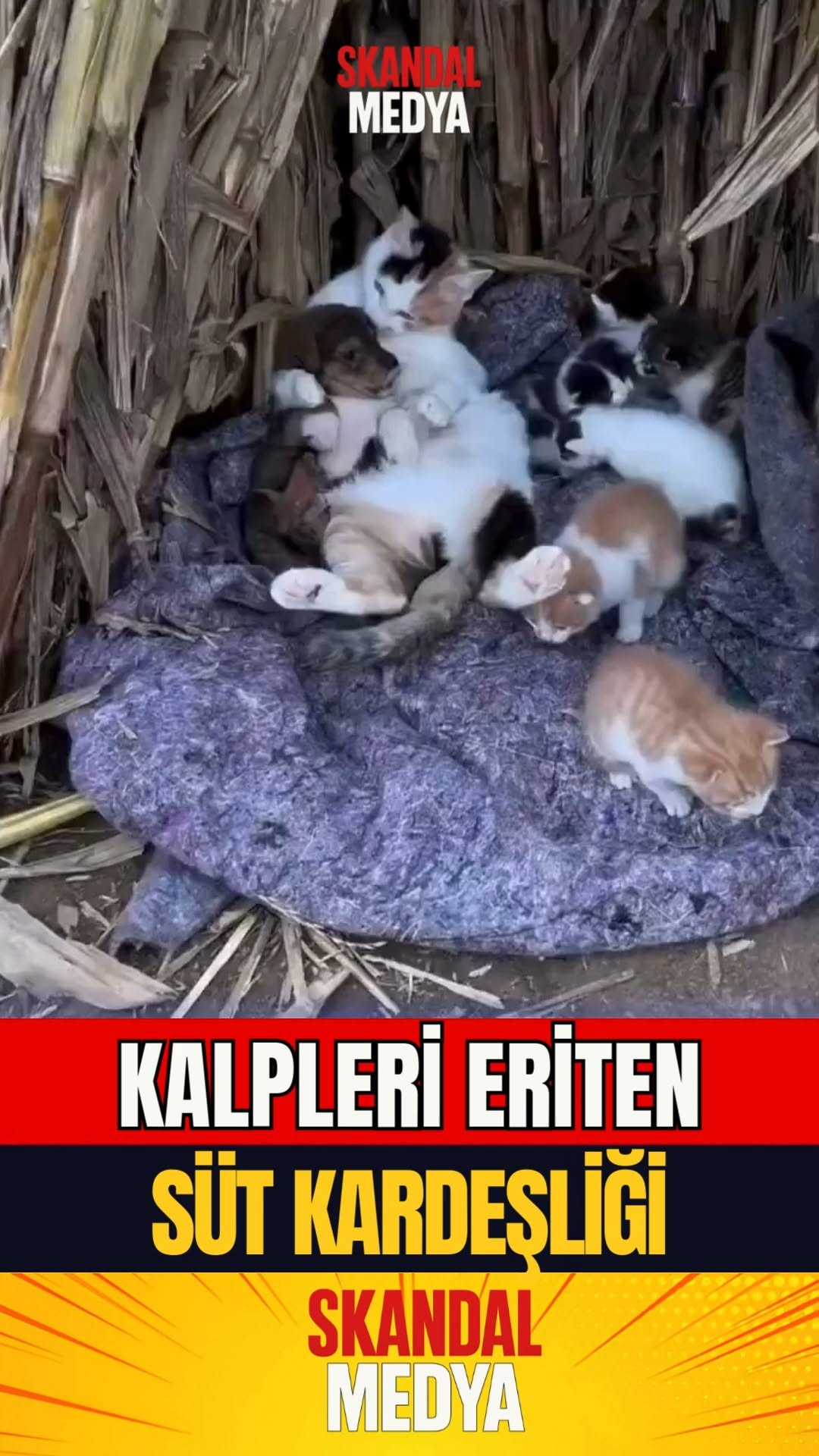 ANNELİK SINIR TANIMAZ!