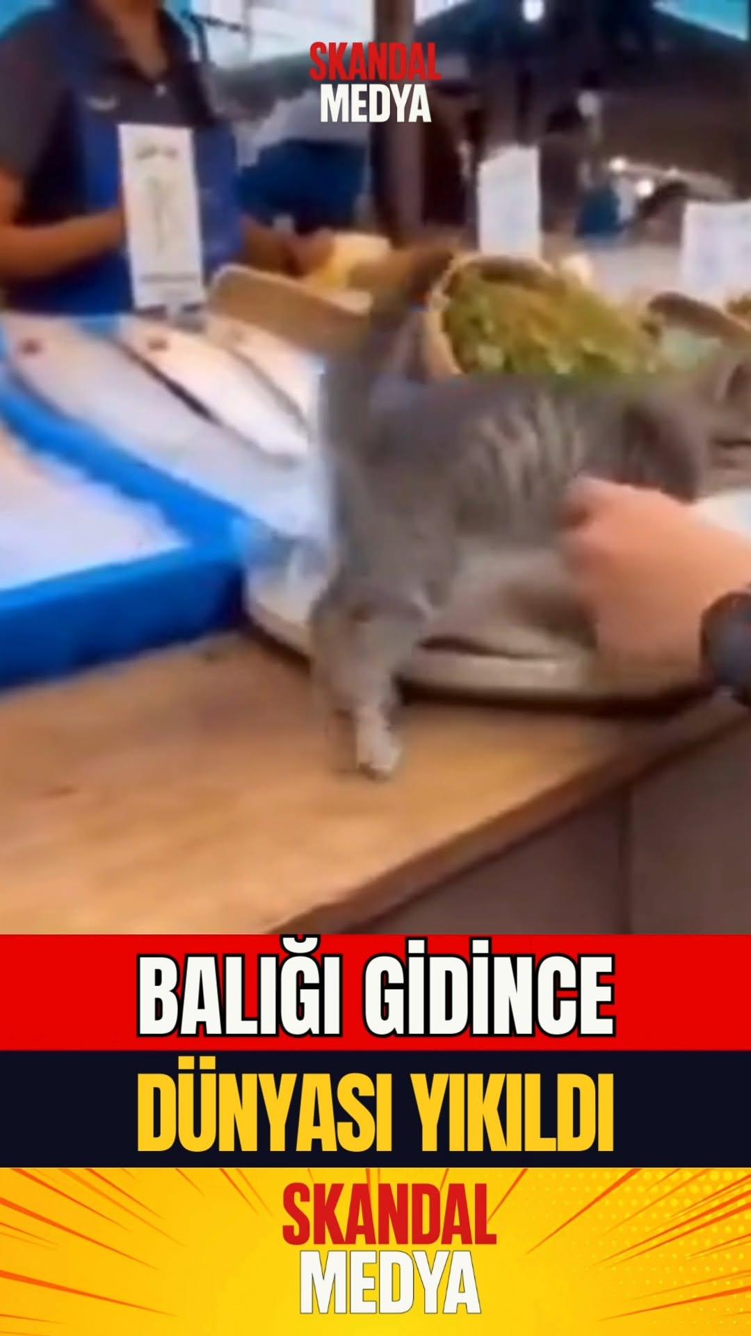 Kedini Alınca Balataları Siyirten Kedi!