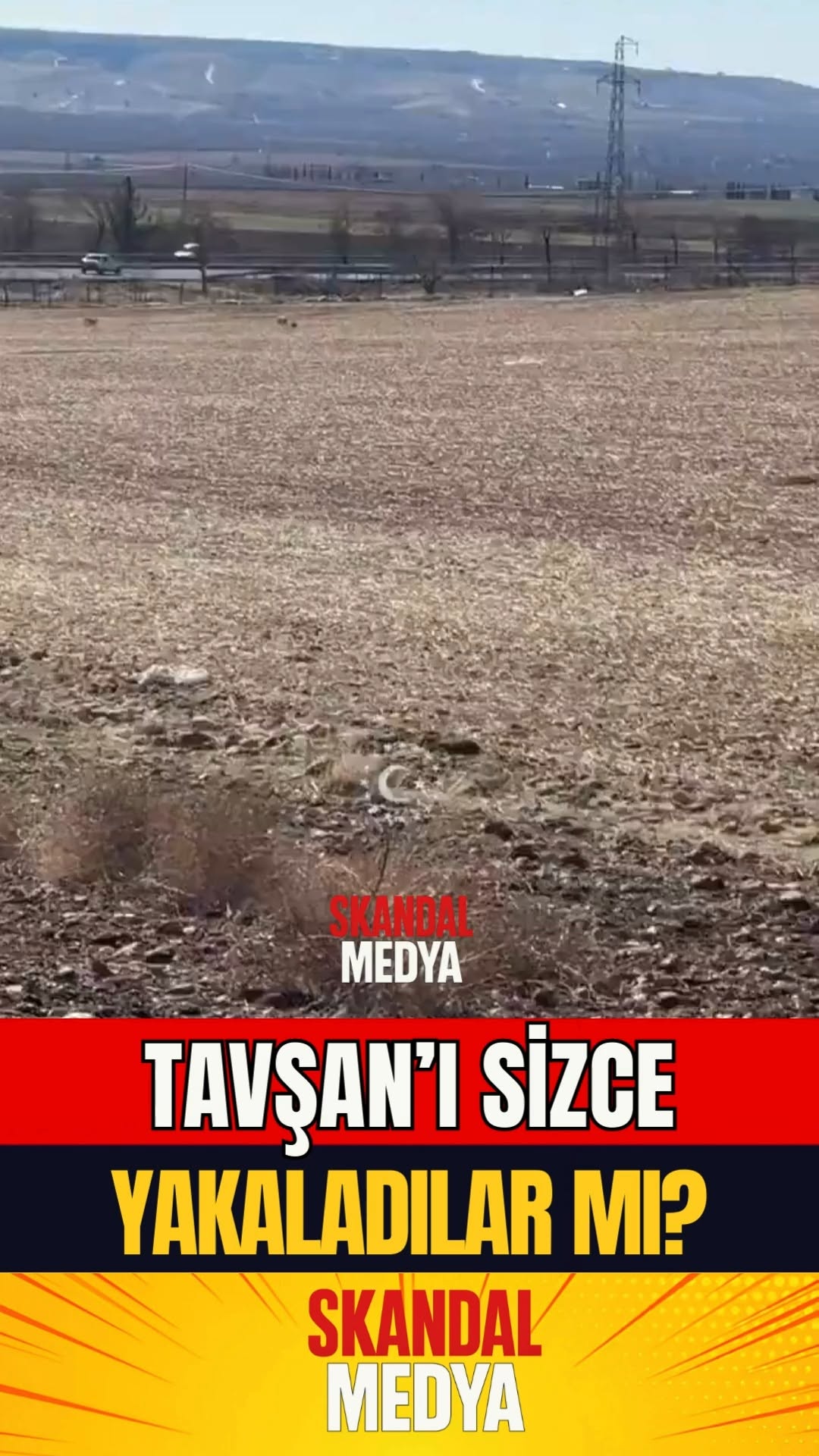 Tavşan Tazıları Kovalamaca Haber
