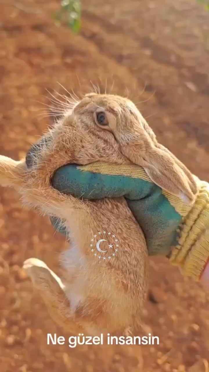 Merhamet Tohumu Ekmek: Çiftçi Tavşana Hayat Dersi!