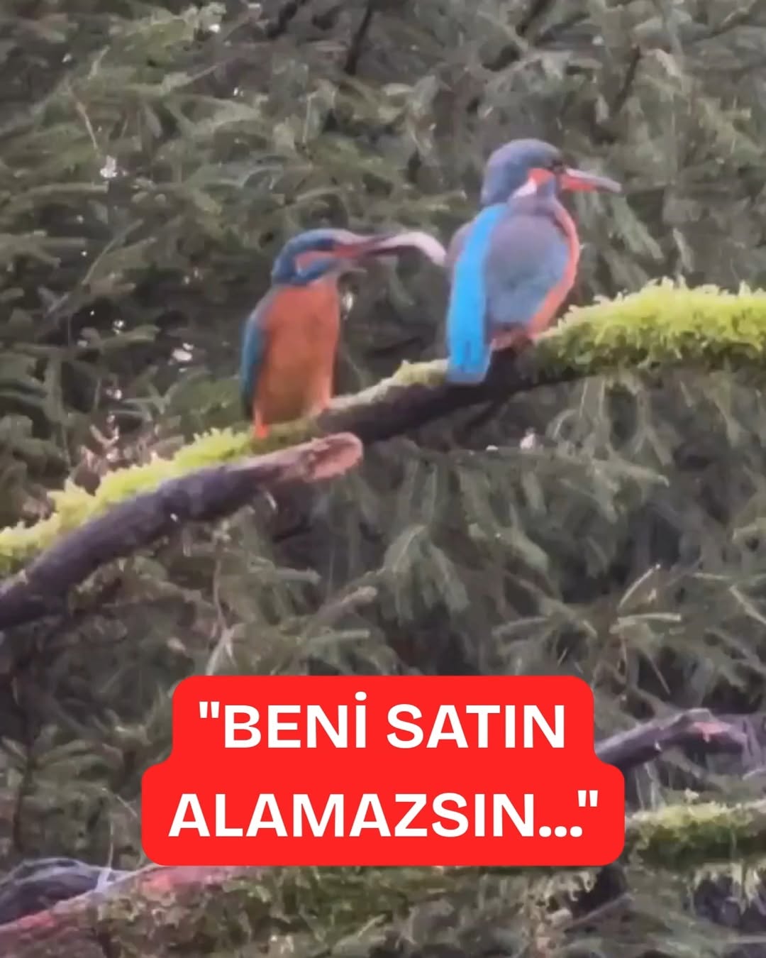 MAGAZİN HABERİ: TRİP ATMA SEVİYEM ŞU KUŞ!