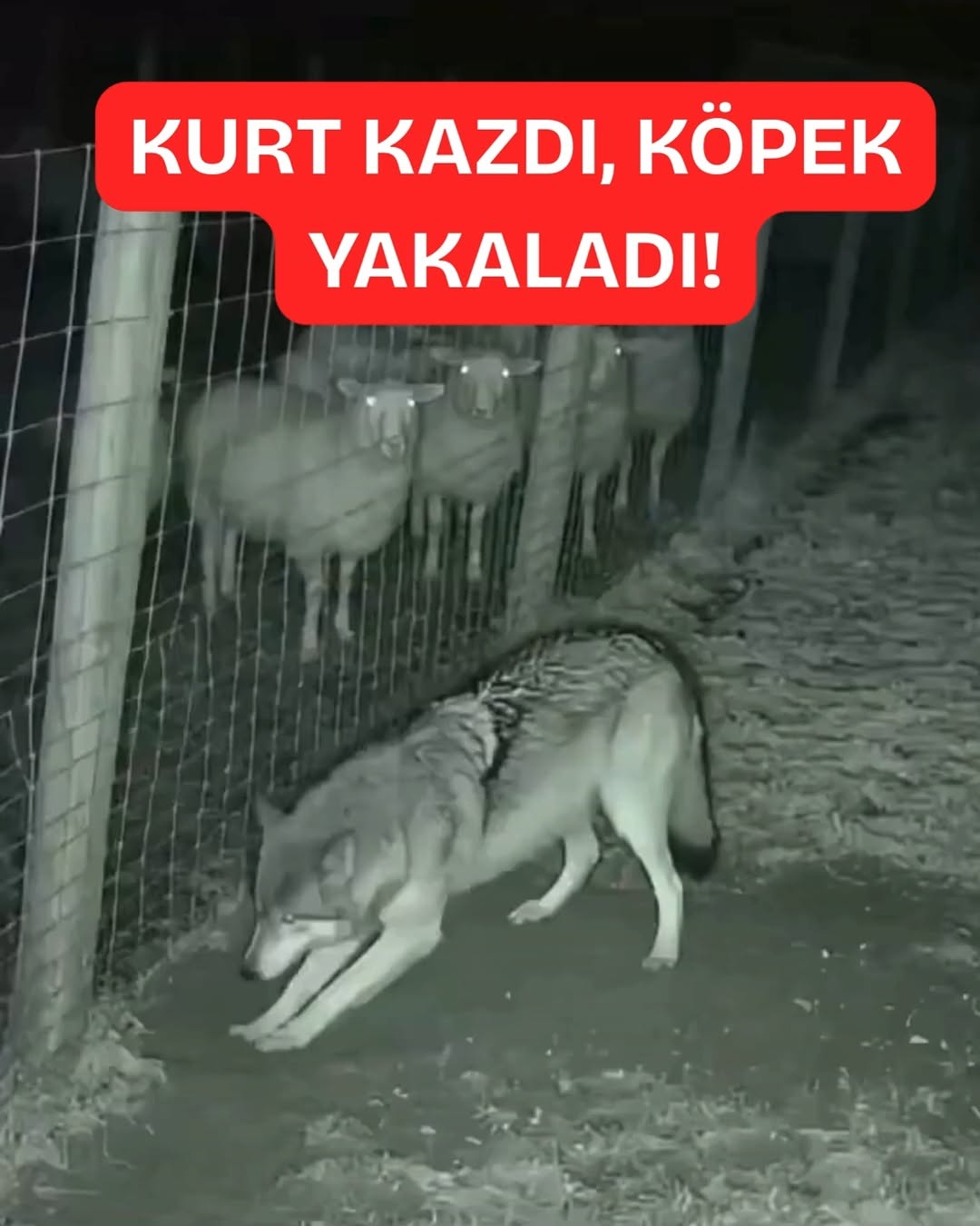 MAGAZİN HABERİ: Köpek ve Kurt Arasında Vurucu Aksiyon!