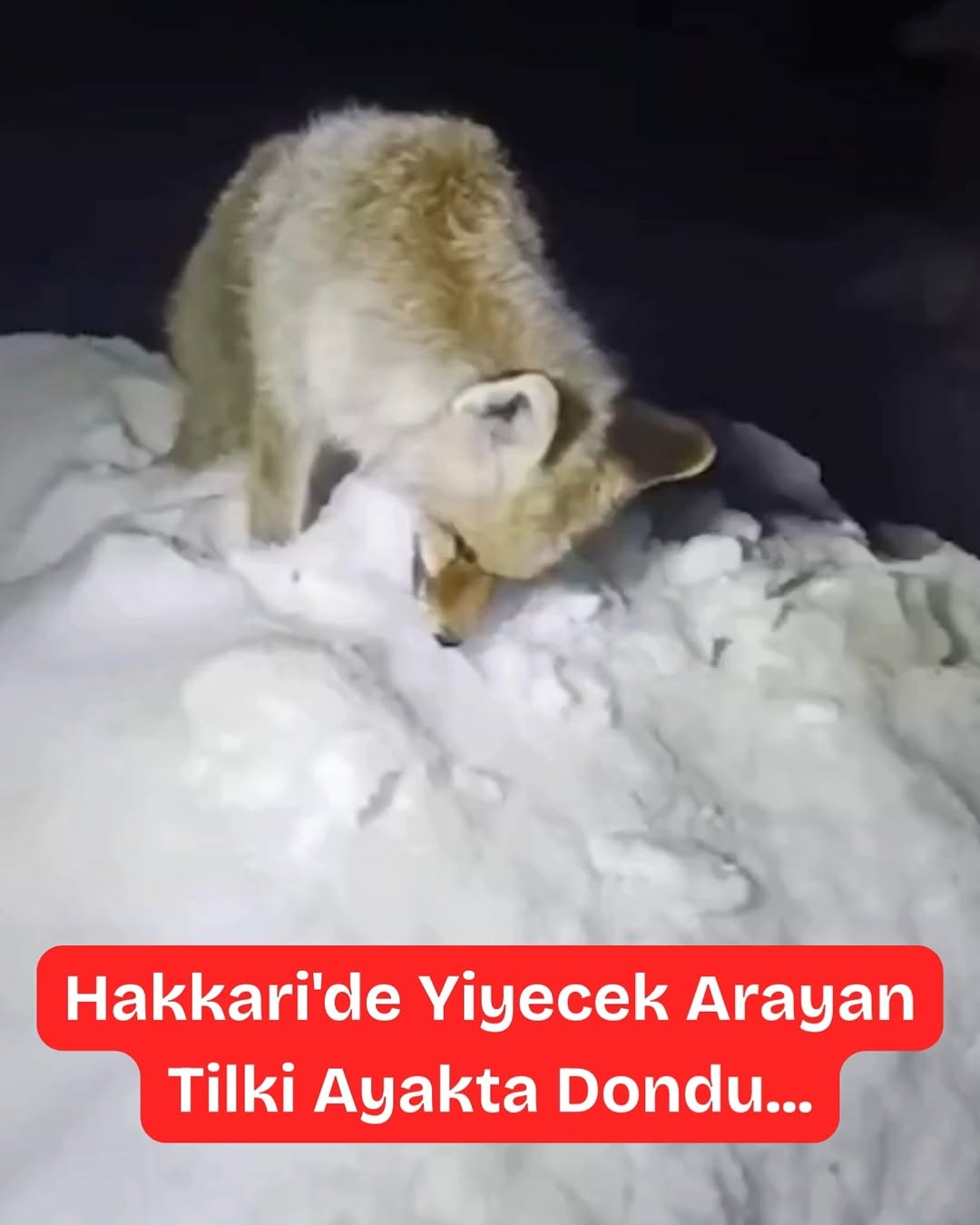 Hakkari'de Yiyecek Arayan Tilki Ayakta Dondu