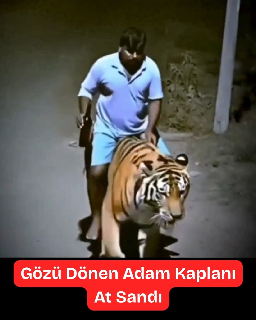 Kaplanı Binek Atı Zanneden Sarhoş Adamın Şok Görüntüleri