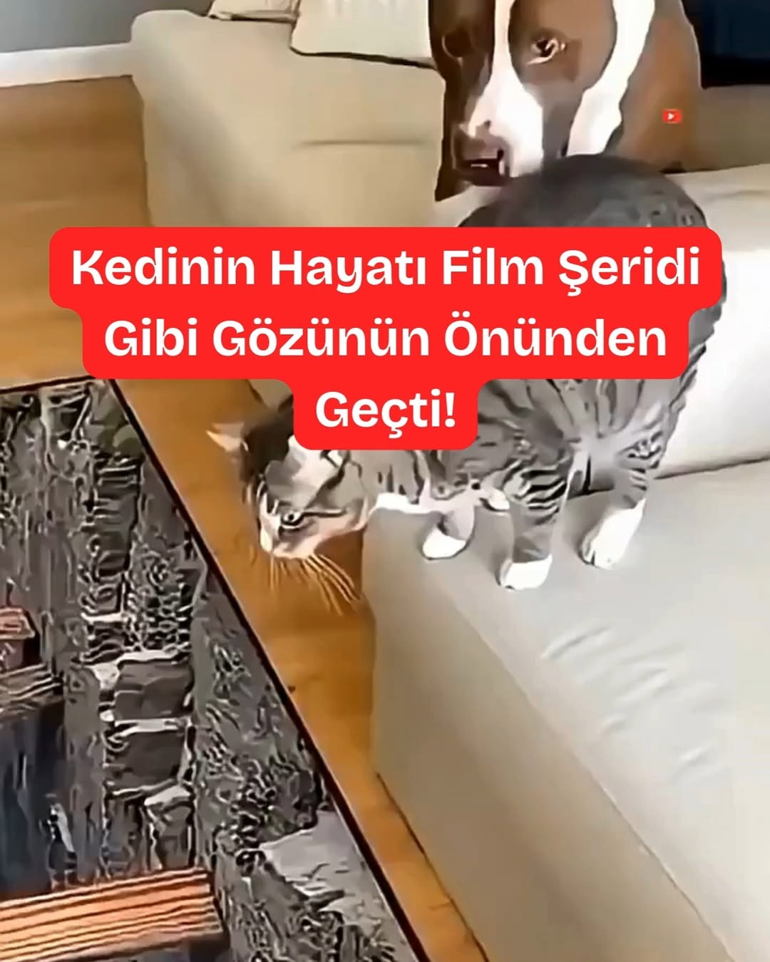 Kedinin Hayatı Film Şeridi Gibi Gözünün Önünden Geçti!