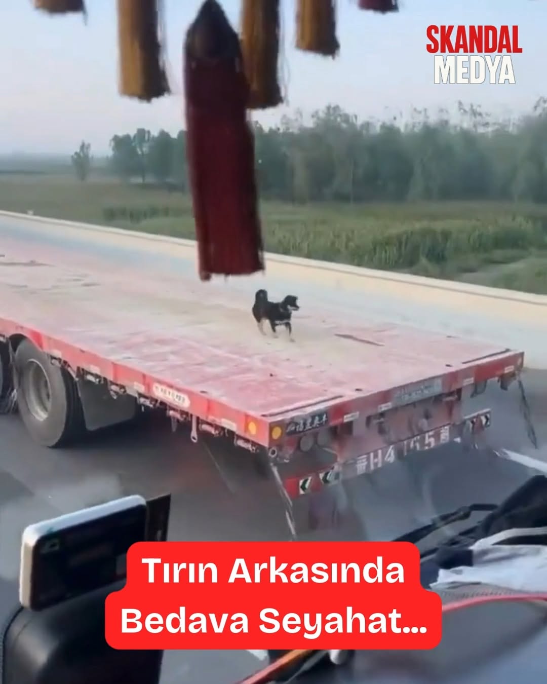 Yolların Yeni Kralı: Tırın Arkasında Tek Başına Seyahat Eden Köpek
