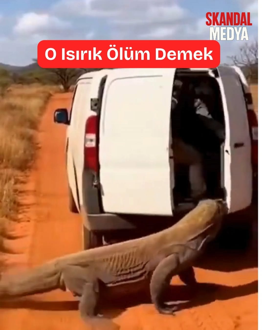 Komodo Ejderi Kıl Payı Kurtuluşu: Adrenalin Patlaması
