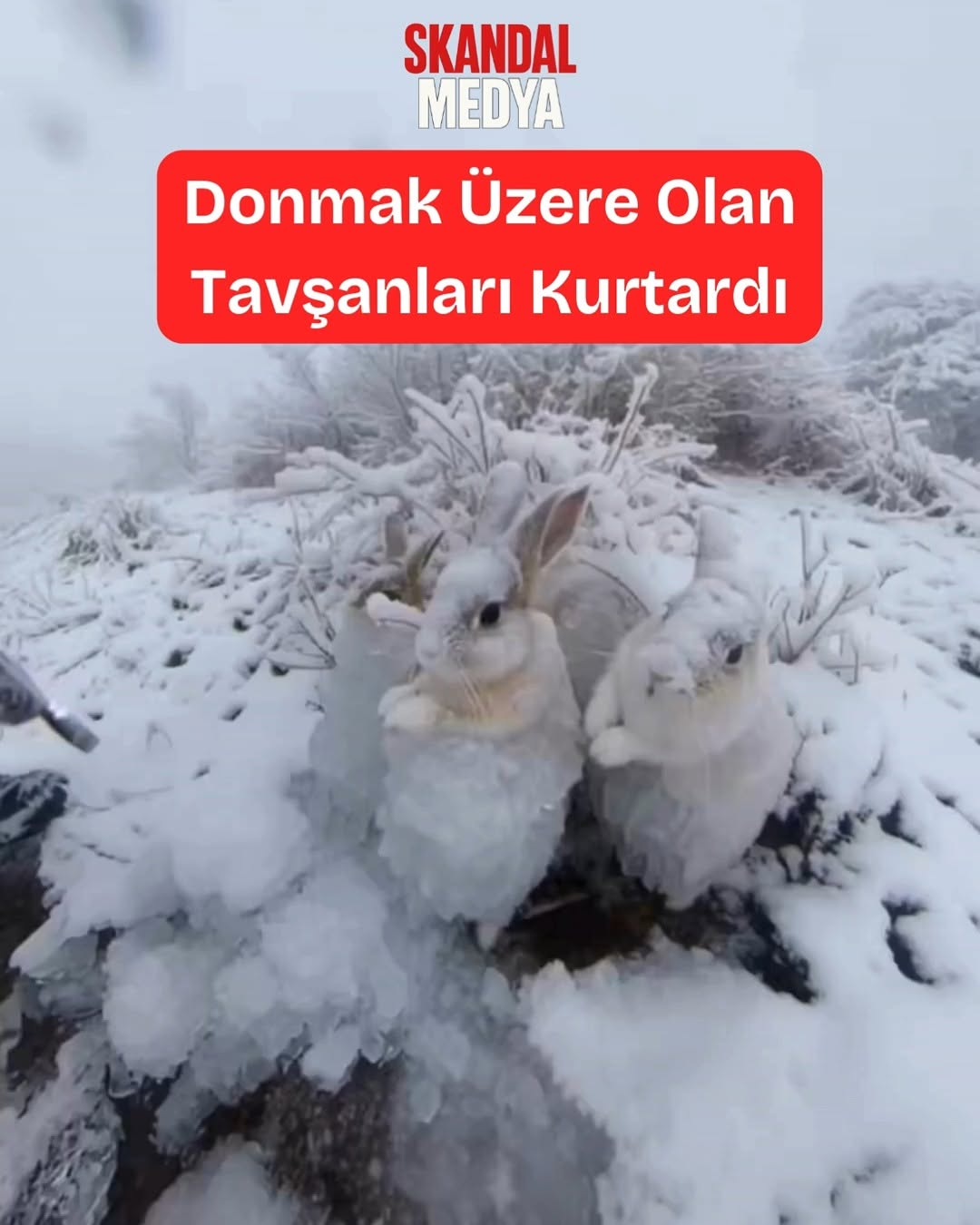 Cudi Dağı'nda Merhamet Eylemi: Tavşanları Isıtan Kürt Dağcı