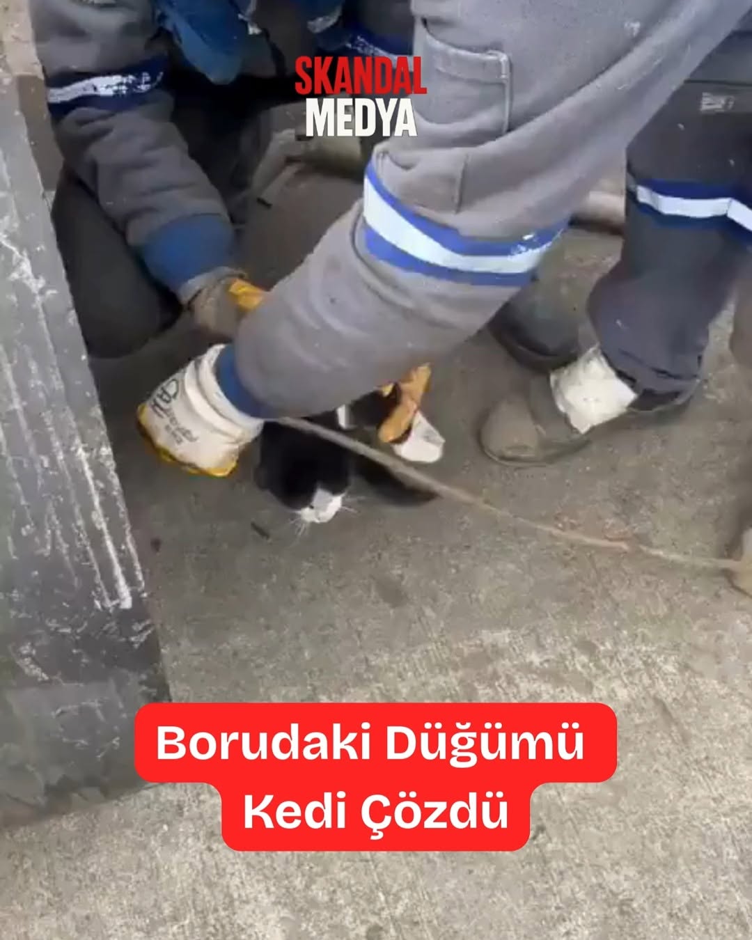 Kılavuz Kedi: İşçilerin En Zekisi