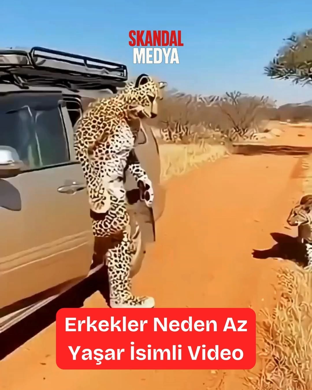 Kamuflajın Böylesi! Çitaların Arasına Sızan Çılgın Adam