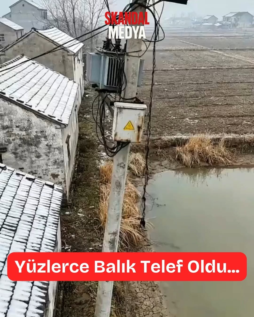 Elektrik Çarpması Sonrası Gölde Balık Ölümleri