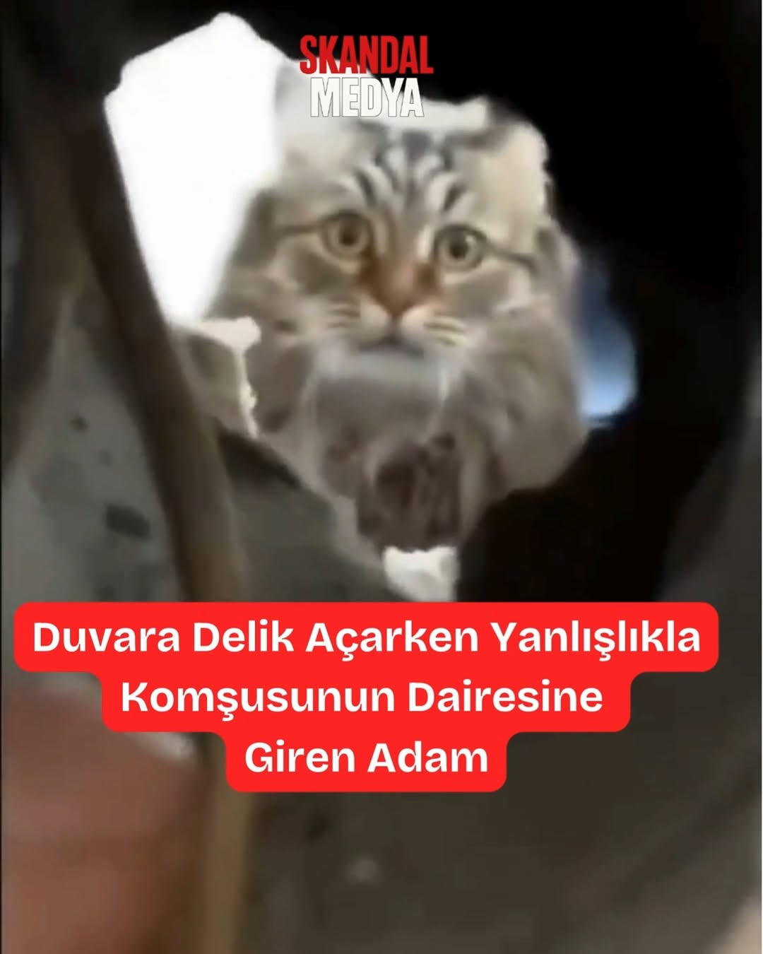 Müfettiş Kedi: Yan Daireye Tünel Açtı
