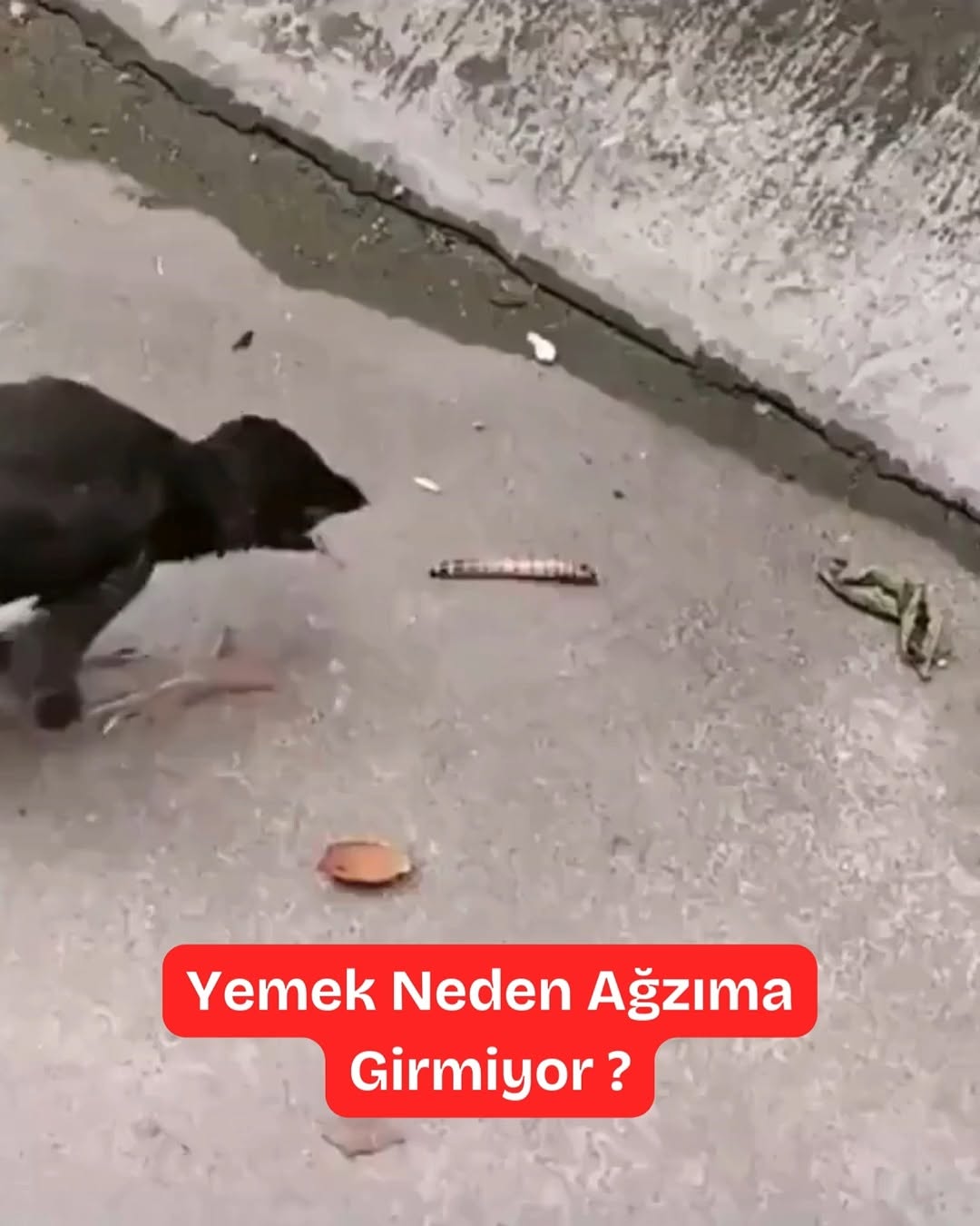 Yemek Neden Ağzıma Girmiyor? Yavru Kuşun Hayatla İlk İmtihanı
