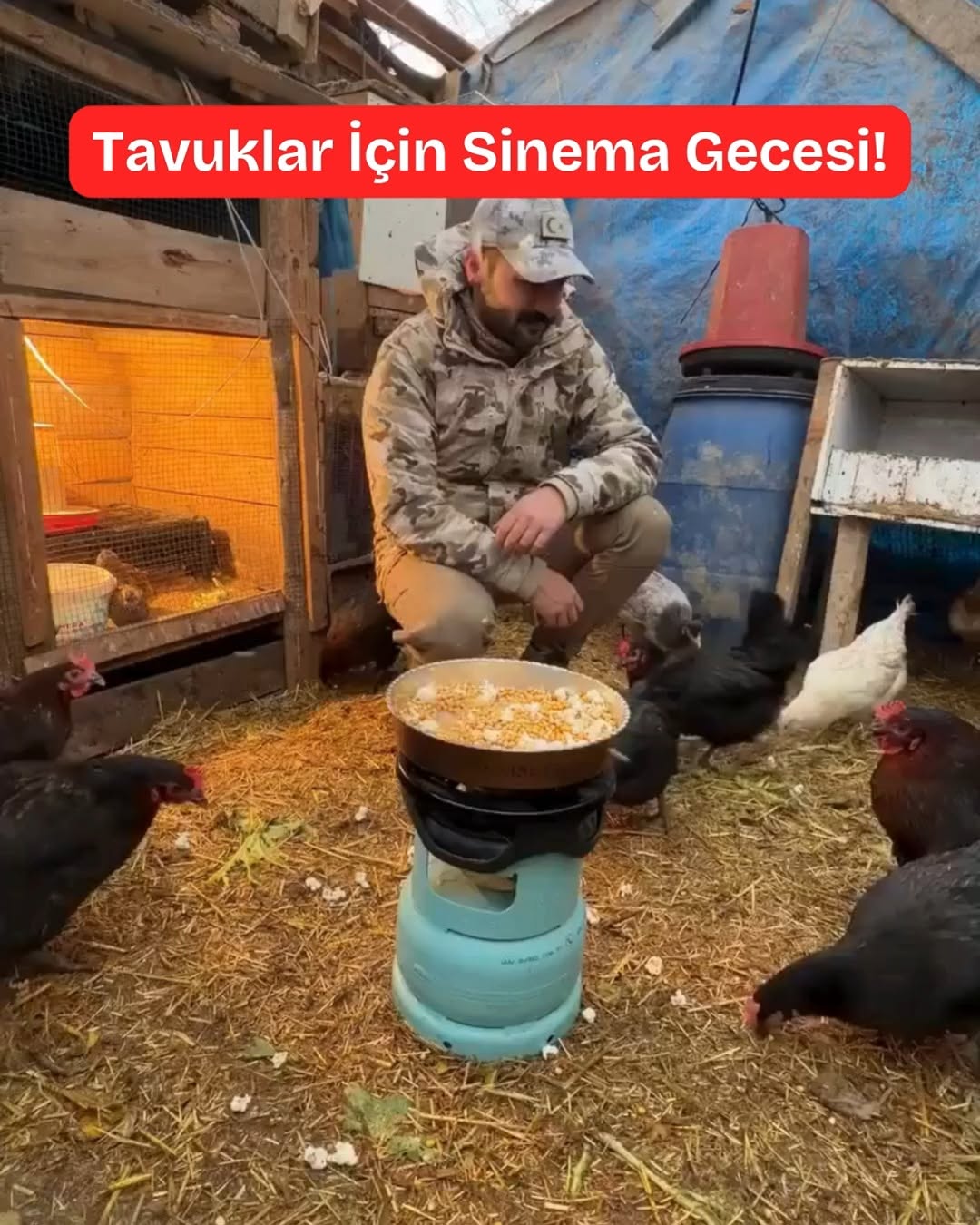 Tavukların Mısır Patlatan Eğlenceli Terapi Seansı