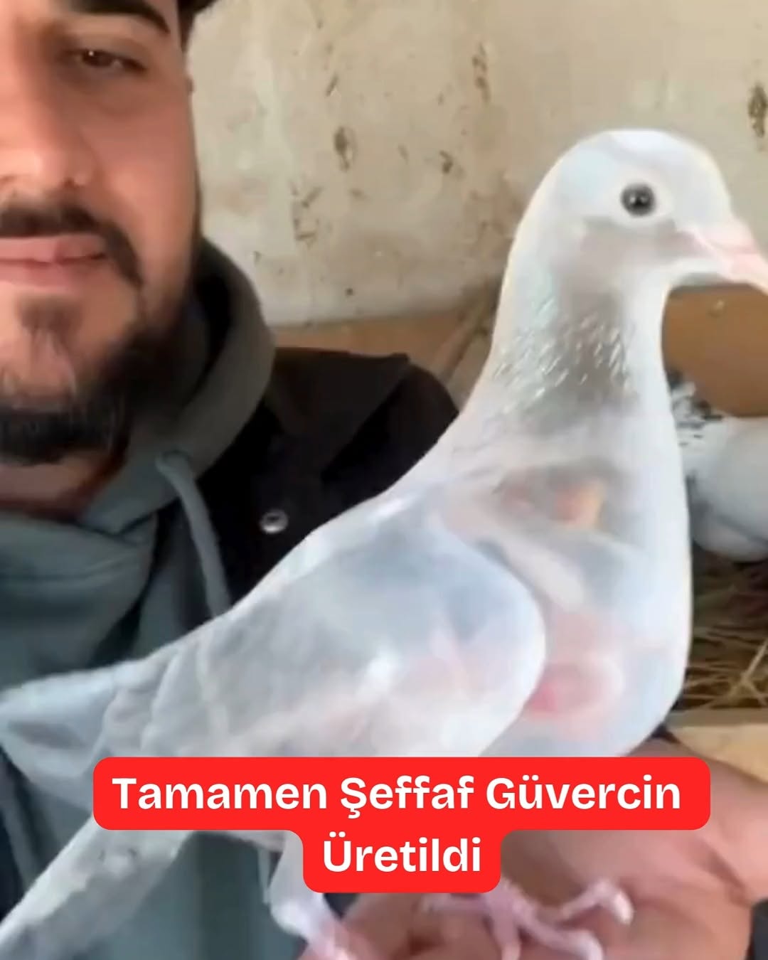 Gökyüzünün Hayaleti Görüntülendi: Doğanın Görünmezlik Pelerini