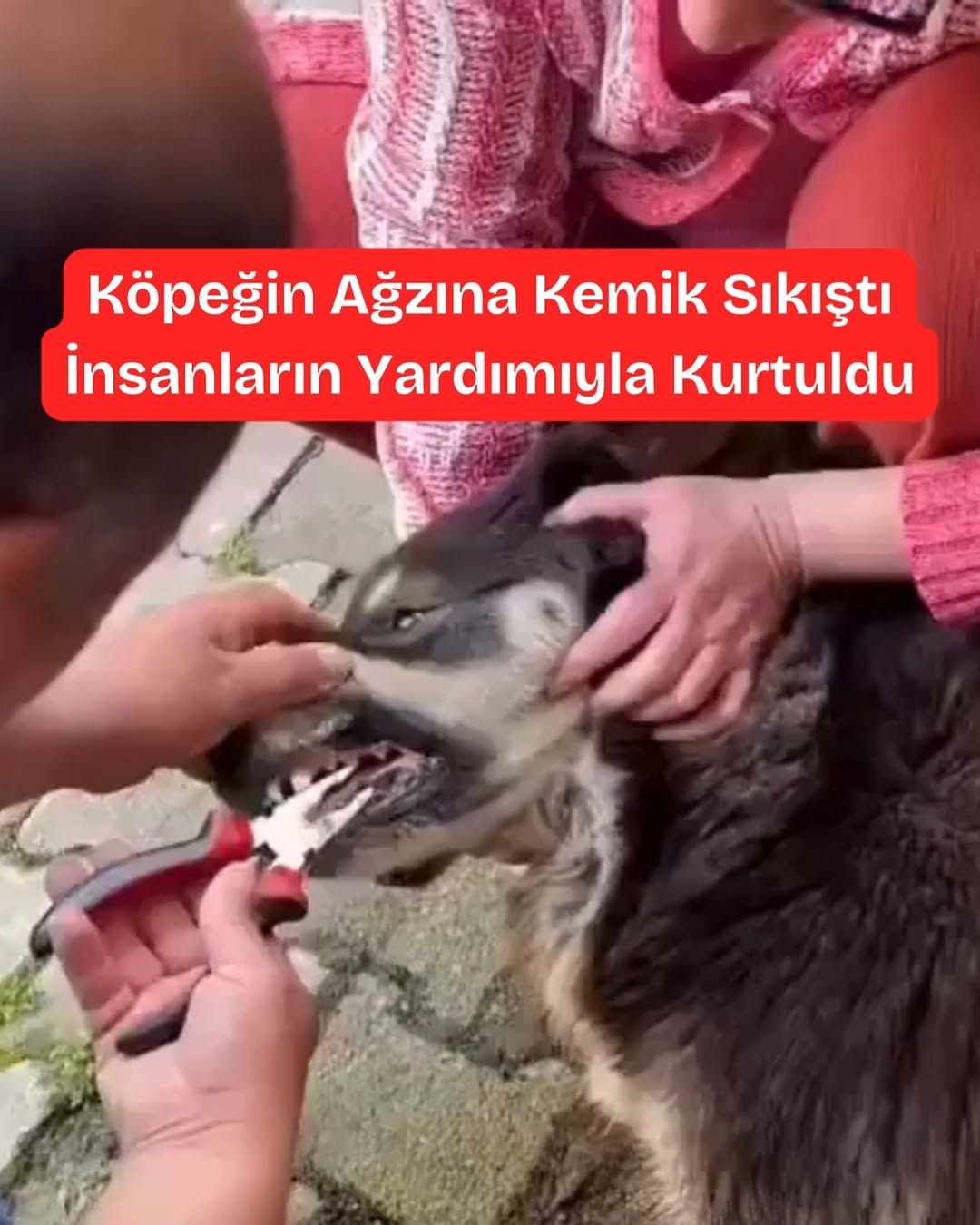 Hopa'da İnsanlık Dersi: Sokak Köpeğinin Ağzına Sıkışan Kemiği Çıkardılar